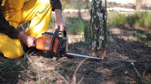 Best Weed Control  in Cherokee, IA