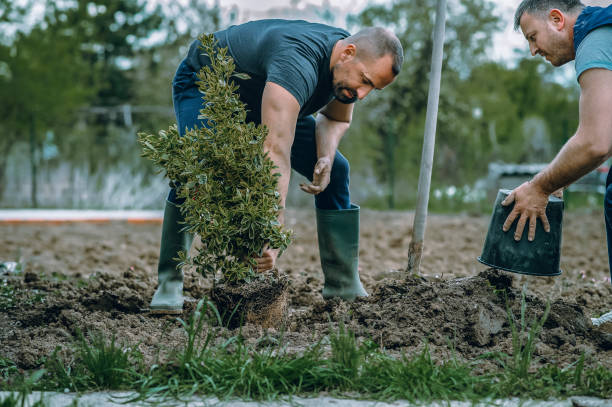 Best Tree Maintenance Programs  in Cherokee, IA