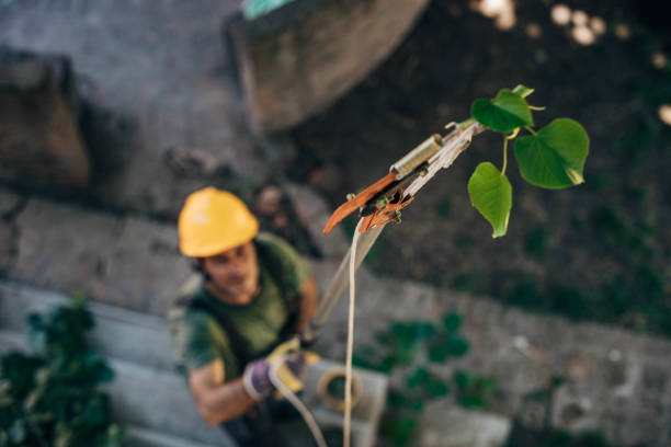 Best Commercial Tree Services  in Cherokee, IA