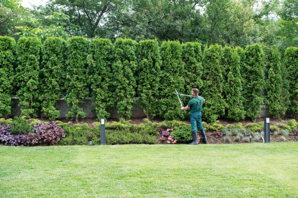Best Emergency Tree Removal  in Cherokee, IA