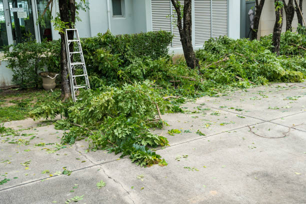 How Our Tree Care Process Works  in  Cherokee, IA