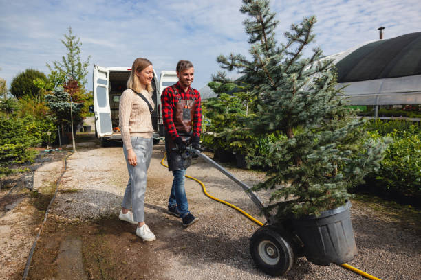 Best Root Management and Removal  in Cherokee, IA