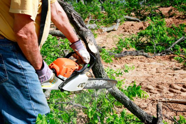 Best Tree Preservation Services  in Cherokee, IA